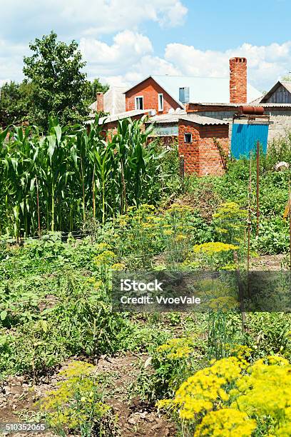 View Of Village Garden On Backyard Stock Photo - Download Image Now - Agricultural Field, Agriculture, Blue