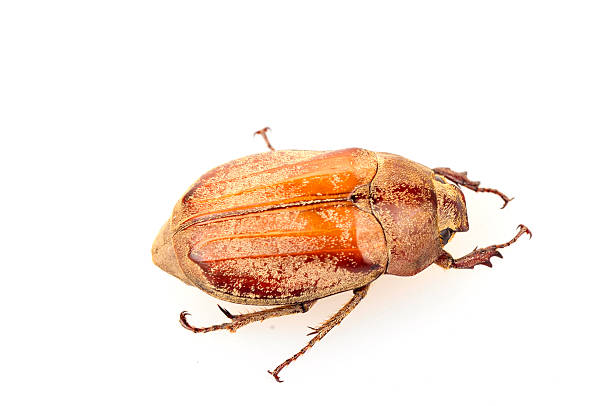 istock The beetle on a white background 510352233