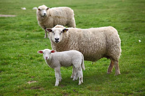 istock Two sheep and a lamb 510352595