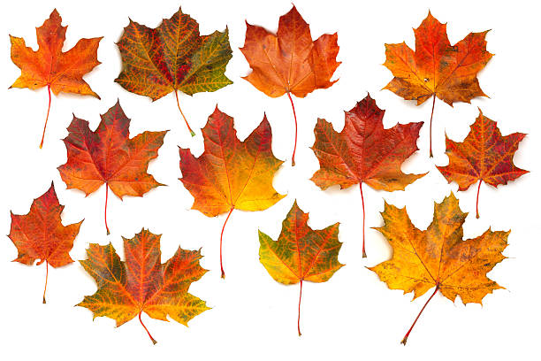 istock Autumn maple leaves collection 510352945