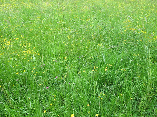 meadow avec buttercups - flower blumenwiese meadow flower head photos et images de collection