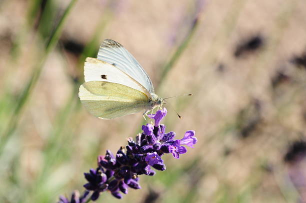 istock Small White Butterfly, U.K. 510353253