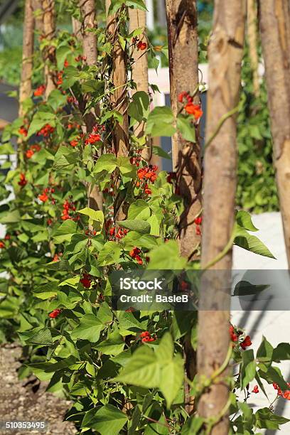 Grüne Bohnen Im Garten Stockfoto und mehr Bilder von Agrarland - Agrarland, Blatt - Pflanzenbestandteile, Bohne