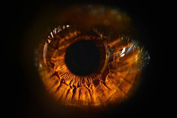 close up human eye