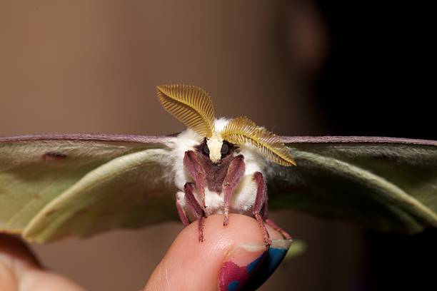 луна моль на детей палец - saturn moth стоковые фото и изображения