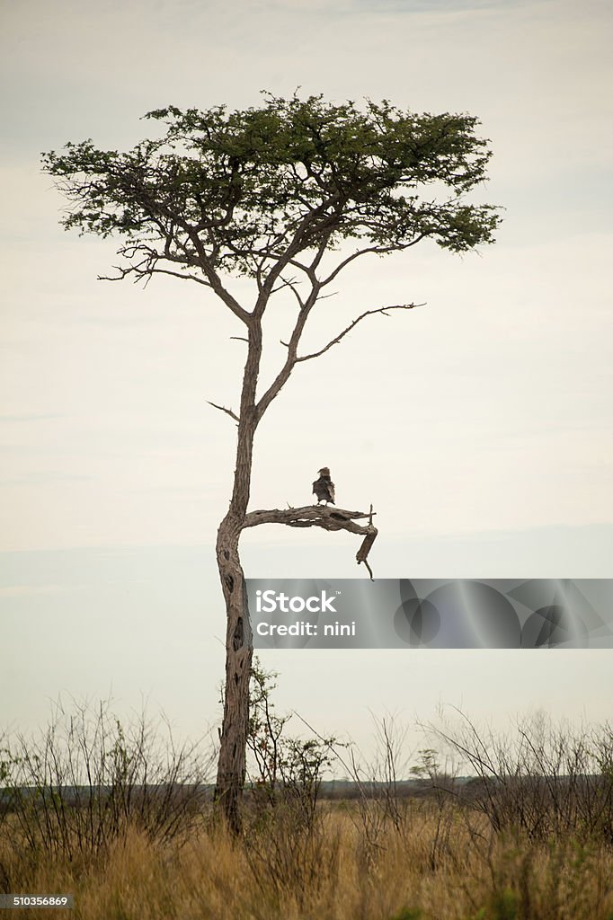 Eagle sitting in a tree Eagle sitting in a tree in a Game Reserve. Central Kalahari, Botswana, Africa. Botswana Stock Photo