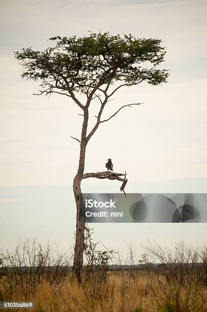 Eagle Sitting In A Tree Stock Photo - Download Image Now - Botswana, Bush, Africa