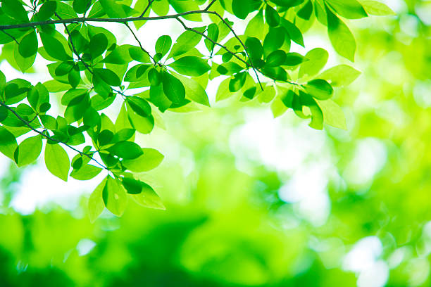 istock Young leaves of fresh green 510357525