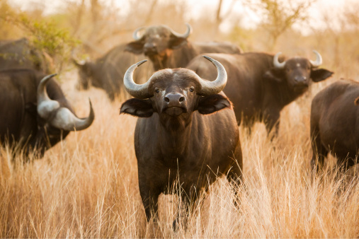 A buffalo looks right into the camera