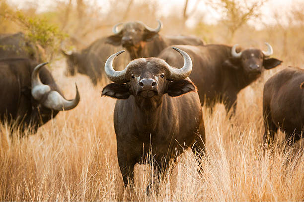 Buffalo stare A buffalo looks right into the camera american bison stock pictures, royalty-free photos & images