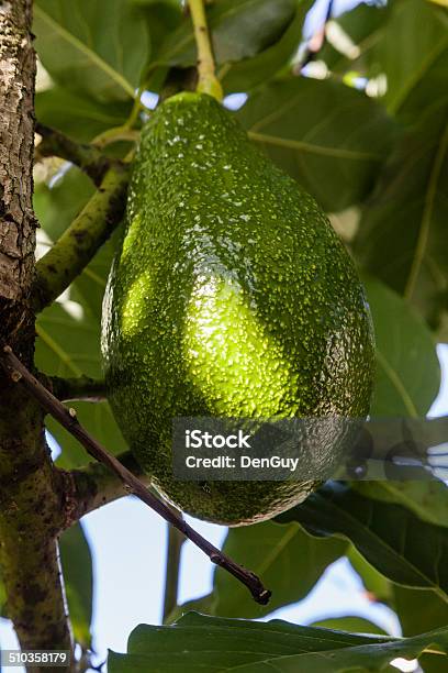 Florida Avocado On Tree Close Up Stock Photo - Download Image Now - Abundance, Avocado, Close-up