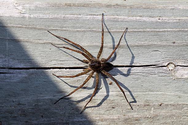 Huge Cottage Dock Spider stock photo