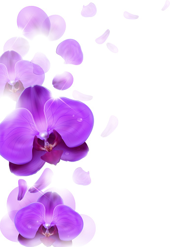 floral background of purple orchids