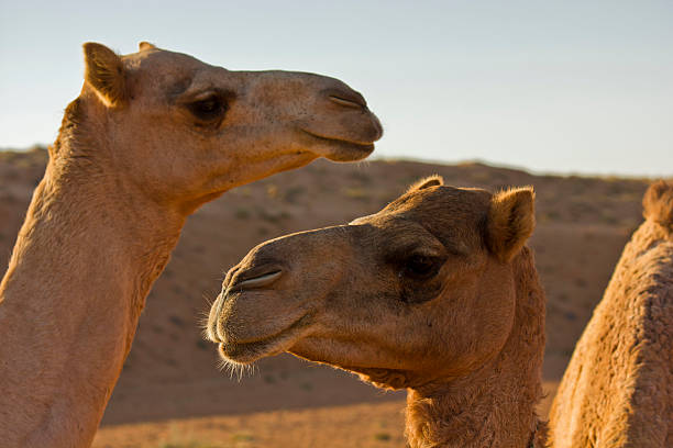 istock Camels in Oman. 510359255