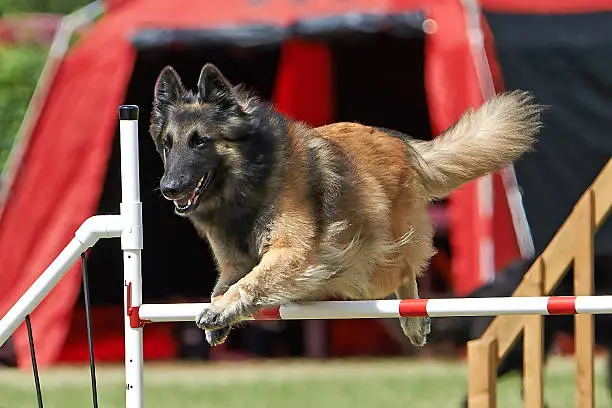 Belgian Shepherd in a jump on a agility course