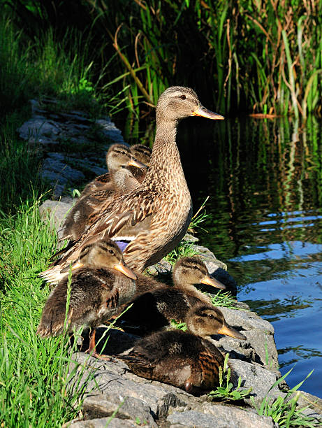 istock Mallard ducklings. 510359551