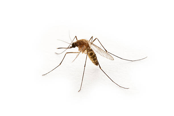 Mosquito Mosquito on white background insect macro fly magnification stock pictures, royalty-free photos & images