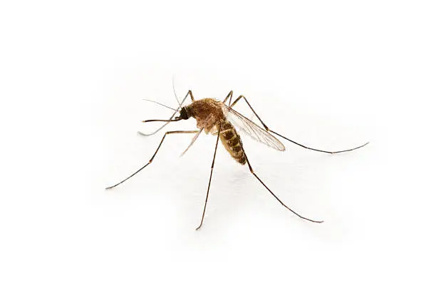 Mosquito on white background