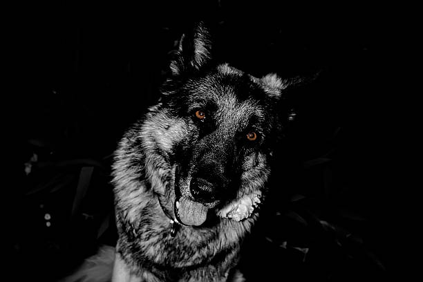 istock shepherd dog, night scene 510372507