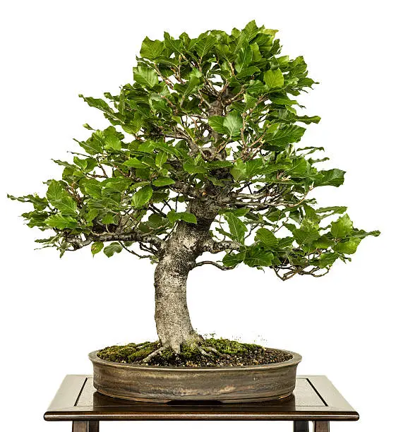 Photo of European beech as bonsai tree