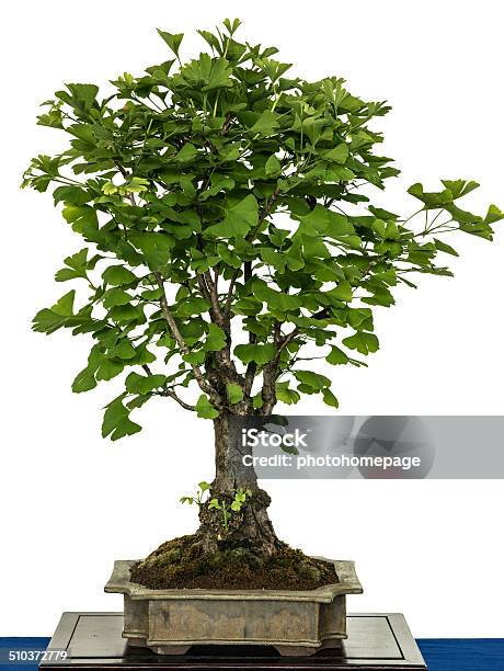 Ginkgo As Bonsai Tree Stock Photo - Download Image Now - Art, Art And Craft, Asia