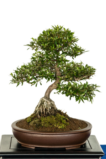 Satsuki azalea (Rhododenron indicum) as bonsai tree