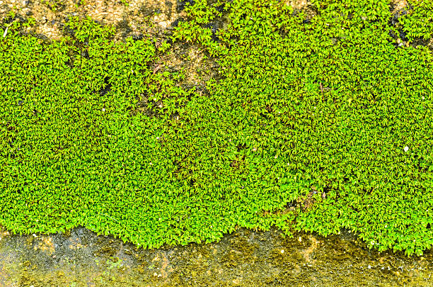 istock old Stone Overgrown with Green Moss 510372941