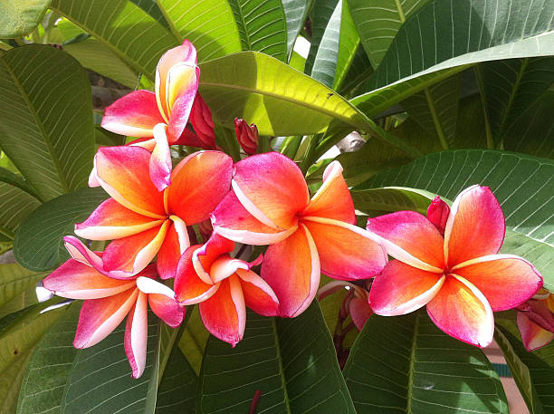istock plumeria 510373235