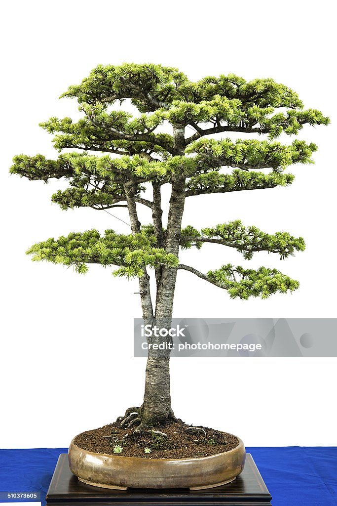 Libanon cedar as bonsai tree Libanon cedar (Cedrus libanii) as bonsai tree Art Stock Photo