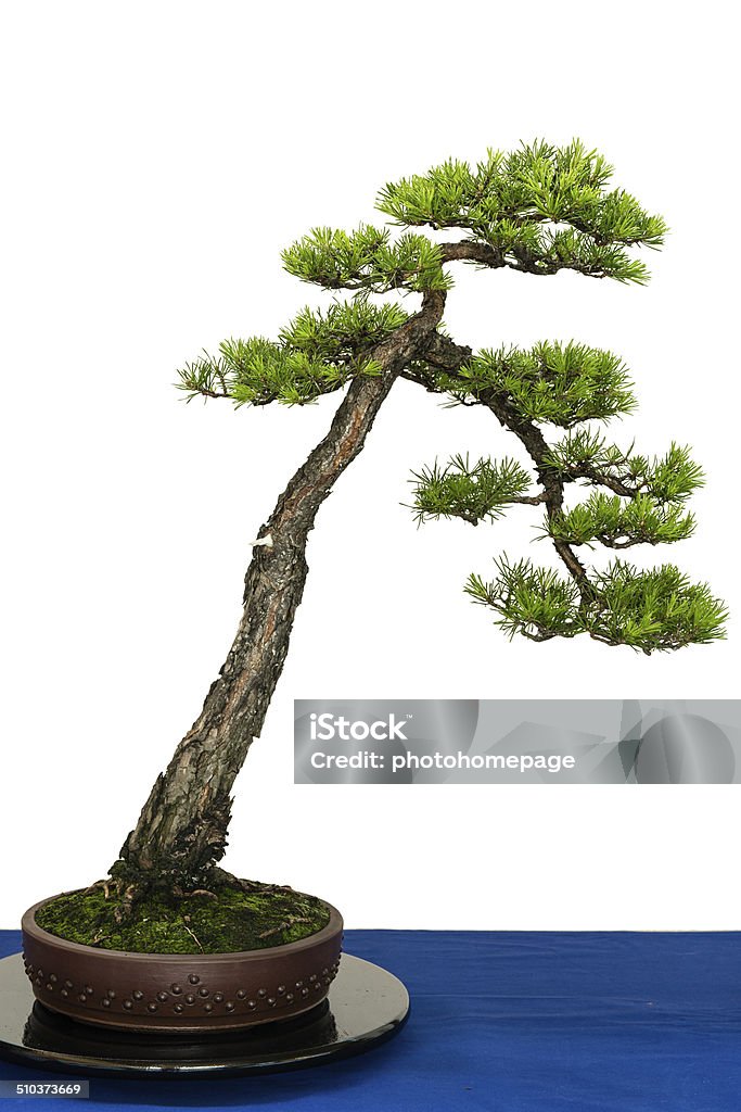 Scots pine as bonsai tree Scots pine (Pinus sylvestris) as bonsi tree Bonsai Tree Stock Photo