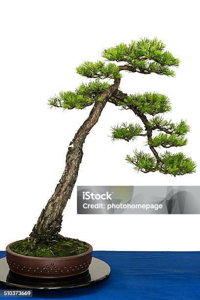 Scots Pine As Bonsai Tree Stock Photo - Download Image Now - Bonsai Tree, Flower Pot, Scots Pine