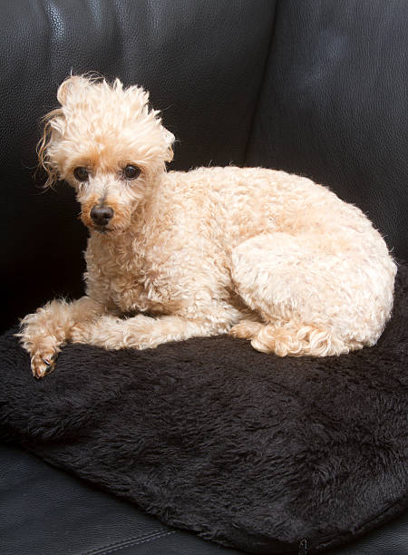 istock Poodle on Furry Pillow 510374727