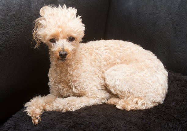 istock Furry Poodle on Furry Pillow 510374901