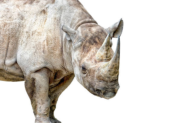 istock Adult Rhinoceros 510375409