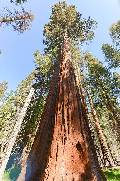 istock Sequoias in Mariposa Grove, Yosemite National Park 510375921