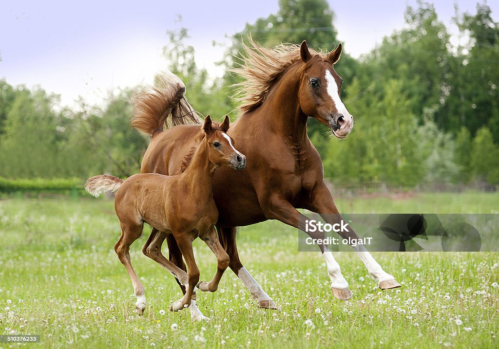 arab mare and foal Foal - Young Animal Stock Photo