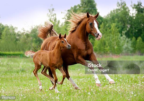 Arab Mare And Foal Stock Photo - Download Image Now - Foal - Young Animal, Horse, Running
