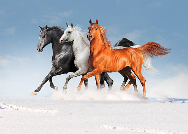 istock free three arabian horses in winter field 510376241