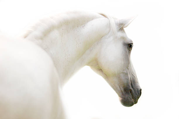 istock white andalusian stallion isolated on white 510376247