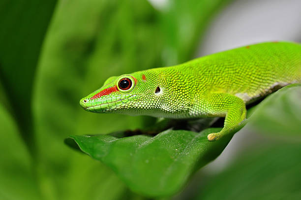 istock Madagascar day gecko 510376269