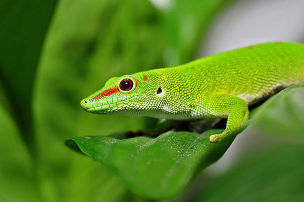 Madagascar day gecko Madagascar day gecko squamata stock pictures, royalty-free photos & images