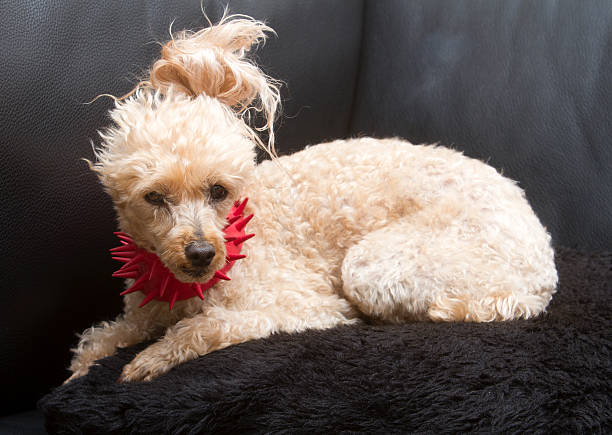 istock Spiky Dog On Furry Pillow 510377159