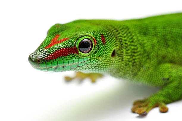 istock Madagascar day gecko 510377299