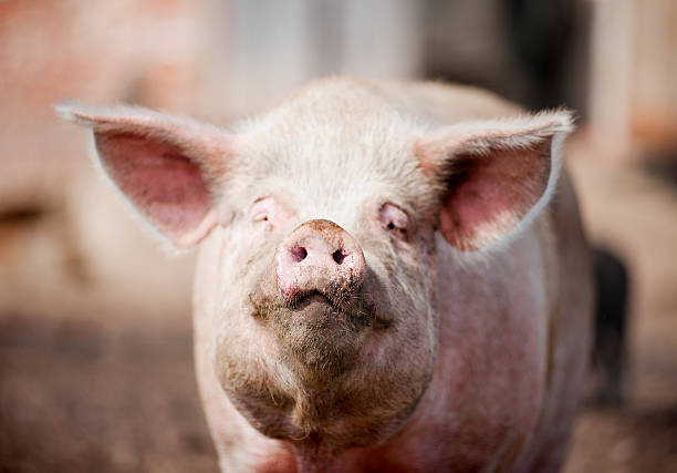 istock dirty face of pig 510377429