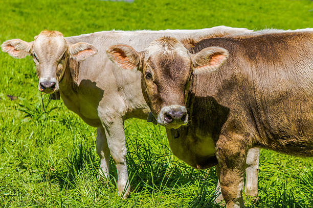 istock Swiss Cows grazing in a field 510377443