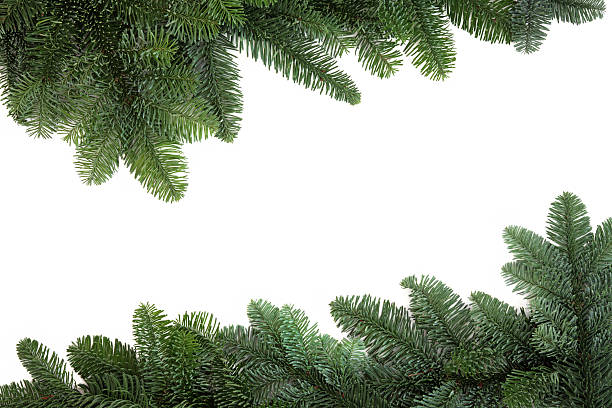 istock Spruce Fir Border 510377979
