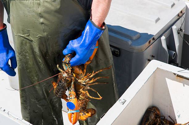 Fresh Live Lobster, Canada. Fresh Live Lobster. Straight off the fishing boat in Canada gulf of st lawrence photos stock pictures, royalty-free photos & images