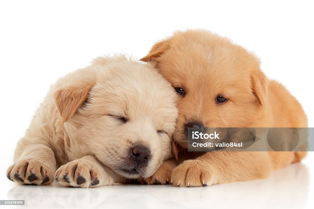 Two cute Chow-chow puppies,  isolated over white background Animal Stock Photo