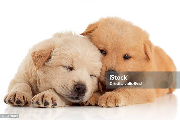 Two Cute Chowchow Puppies Isolated Over White Background Stock Photo - Download Image Now