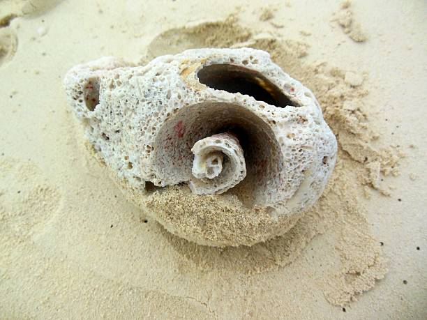 istock Big white seashell in sand on a beach 510378595